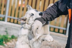 Can I Be Compensated for a Dog Bite